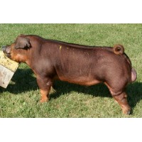 Tinh lợn Duroc-CBSM4 S VANDYKE 428-1